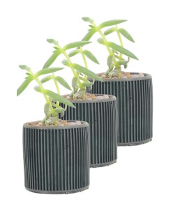 Mini Çiçek Saksı Küçük Sukulent Siyah Kaktüs Saksısı 3'lü Set Düz İnce Çizgili Model